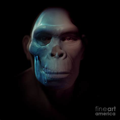 Homo Habilis Skull Photograph by Science Picture Co - Pixels