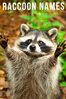 Raccoon Names - Over 150 Funny, Cute and Unique Ideas