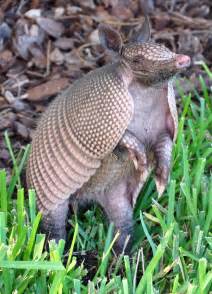 PARIS - Nine-banded Armadillo