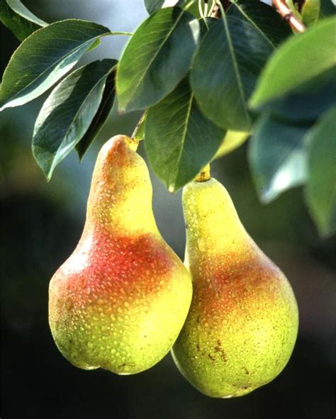 Flowering Pear Tree Fruit | Fruit Trees