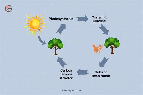 Describe the similarities between photosynthesis and respiration.