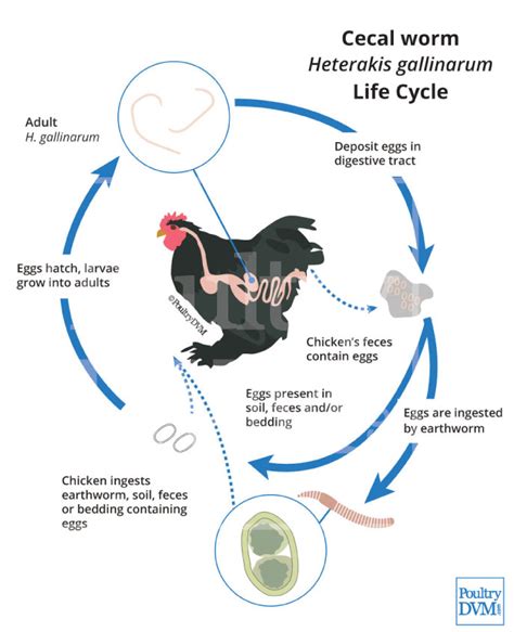 Pinworm Life Cycle