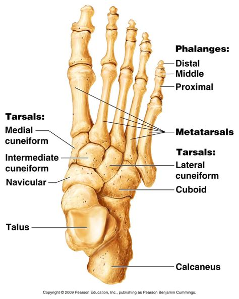 Appendicular Skeleton | Anatomy bones, Medical technology, Medical anatomy