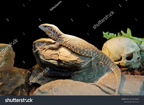 556 Savannah Monitor Lizard Images, Stock Photos & Vectors | Shutterstock