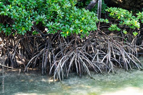 Mangrove trees, belonging to the Rhizophoraceae family, thrive in ...