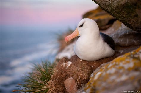 Nesting Albatross | Will Burrard-Lucas