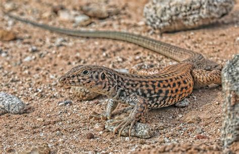 Northern whiptail lizard... — GEOPHOTOSCAPES