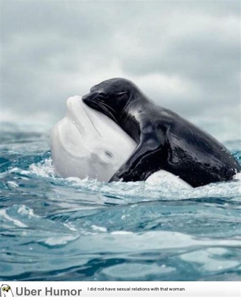 The incredible shot showing the rare embrace between a Seal and a ...