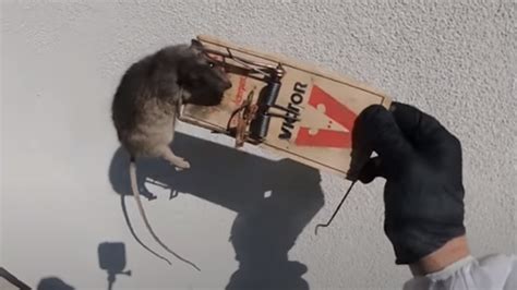 How to set a rat trap that works! 2 easy steps!