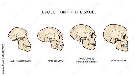 Human Evolution Of The Skull. Australopithecus, Homo Erectus ...