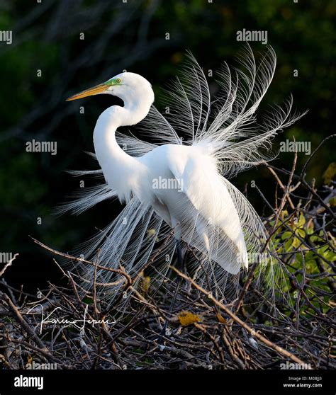 Great egret (Ardea alba) in nuptial plumage Stock Photo - Alamy