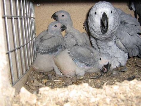 ALI RAZA SHAH BIRDS: African Grey Parrots – Breeding