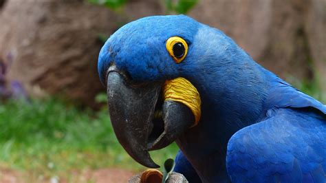 Macaw Parrot 2, HD Birds, 4k Wallpapers, Images, Backgrounds, Photos ...