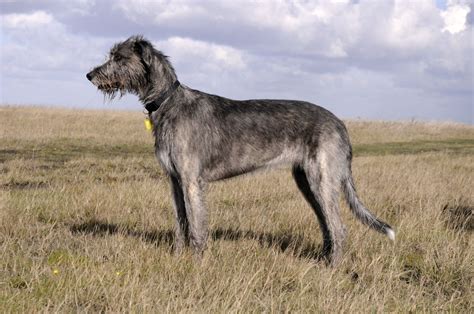 The Tallest Dog Breed is the Irish Wolfhound