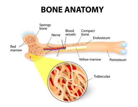 Pictures Of Bone MarrowHealthiack