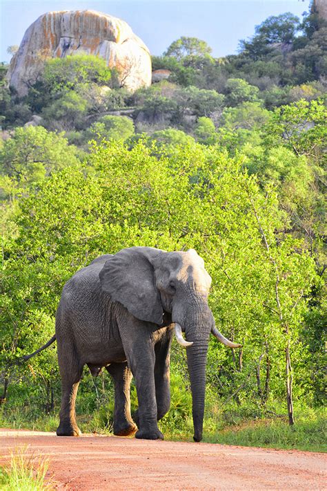 Elephants of the Kruger National Park - the largest of the big-five