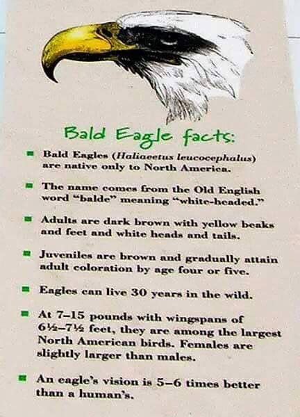 Bald Eagle Facts