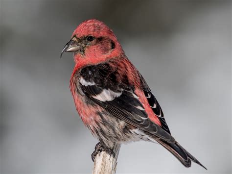 White-winged Crossbill - eBird