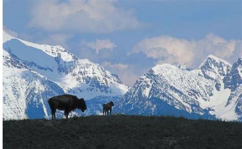 Winter in Montana - Sustainable Lumber Company