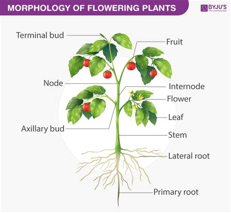 Morphology Of Flowering Plants - Structure of Flowering Plant