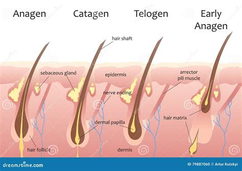 Human Head Hair Growth Cycle. Biological Catagen, Telogen Phases. Hair ...