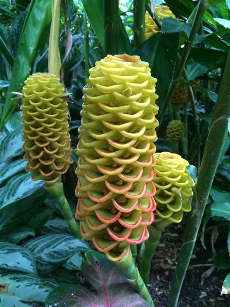 Ornamental Ginger plant flower Tropical Backyard, Tropical Landscaping ...