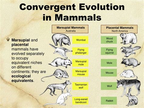 PPT - Convergent Evolution PowerPoint Presentation, free download - ID ...