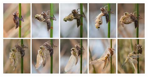 Dragonfly Life Cycle - Learn About Nature