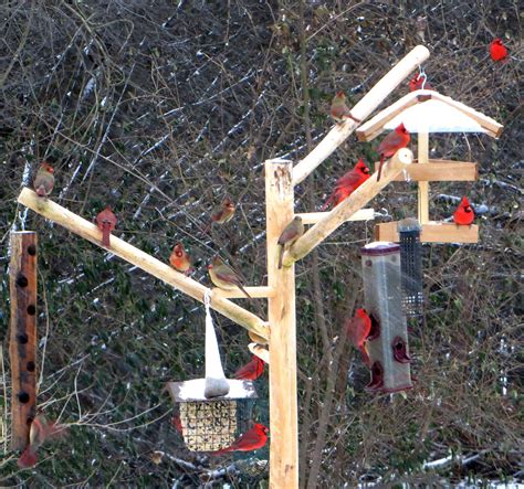 Diy Squirrel Proof Bird Feeder Plans