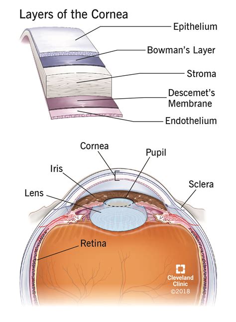 Cornea Transplant | Cleveland Clinic | Eye health facts, Medical ...