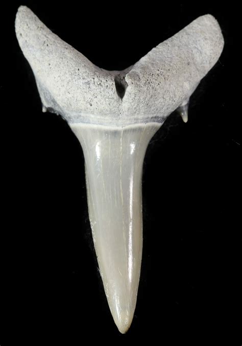 1.1" Fossil Sand Shark (Odontaspis) Tooth - Lee Creek, NC (#47674) For ...