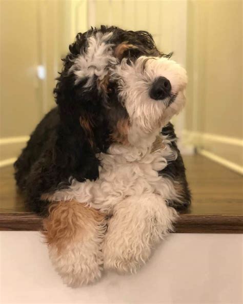 F1 Bernedoodle Full Grown : About Bernedoodles Alpine Bernedoodles ...