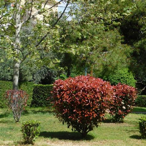 12 Best Types Of Topiary Trees And Shrubs