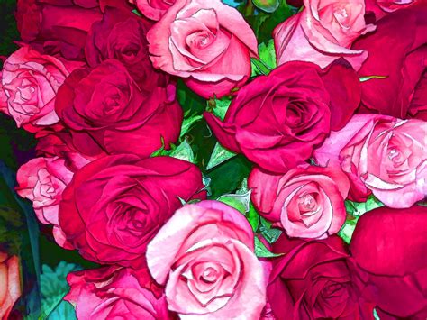 Red And Pink Roses Background Free Stock Photo - Public Domain Pictures