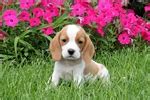 Beaglier Puppies for Sale from Reputable Dog Breeders