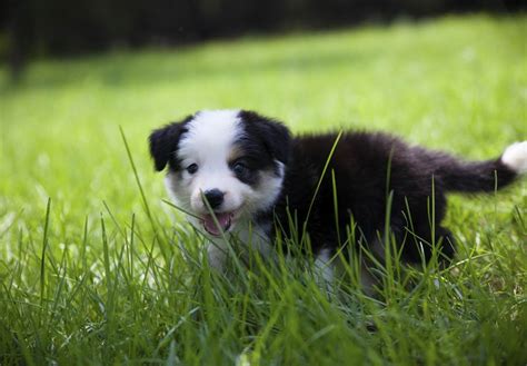 Border Collie Puppies For Sale - AKC PuppyFinder