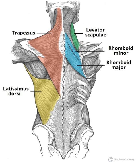 The Extrinsic Muscles of the Shoulder - TeachMeAnatomy