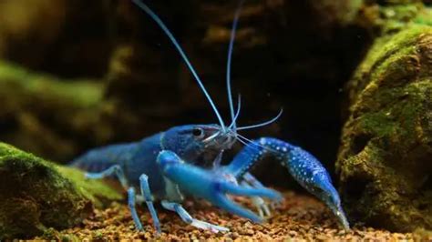 Electric Blue Crayfish: Your Ultimate Care Guide & Interesting Facts