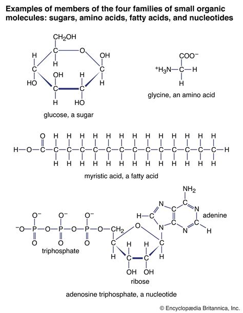 Glucose | Definition, Structure, & Function | Britannica