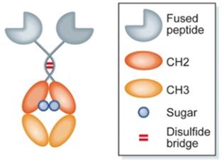 Fc Fusion Protein Production Service - Profacgen