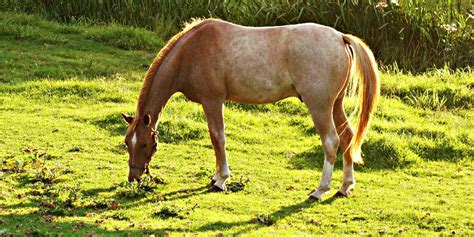 The Different Coat Patterns Found In Horses & How To Identify Them ...