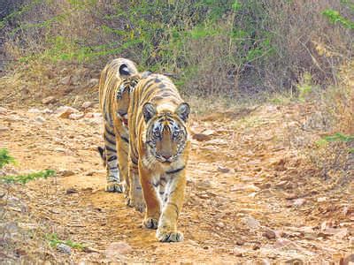 Ntca Submits Report On Notifying New Tiger Reserve | Jaipur News ...