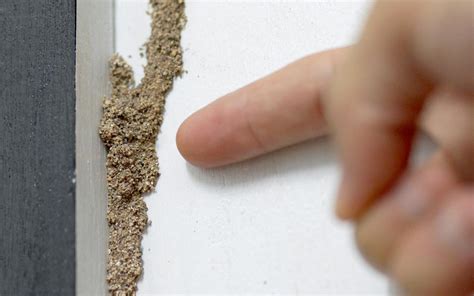 Top 7 Signs of Termite Infestation to Look for in Your House | Zameen Blog