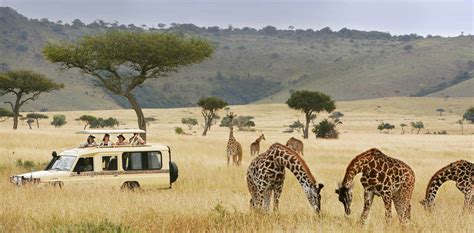 5 Days Best of Tanzania Wildlife Safari | Tanzania Safaris