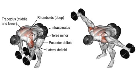 Rear Delt Fly: Muscles Worked, Benefits, Variations