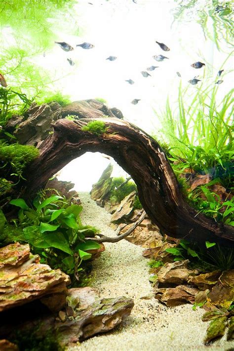 90x45x45cm planted dragon stone aquascape | Aquarium landscape ...