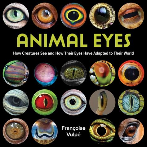 Animal Eyes by Françoise Vulpé | CBC Books