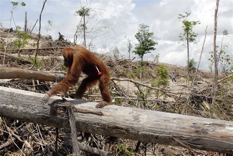 How Palm Oil Production Has Changed Life for the Orangutan - One Green ...