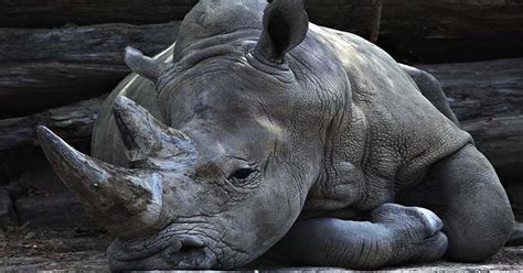 Black Rhinoceros: Facts, Extinction and Population - Safari Avventura