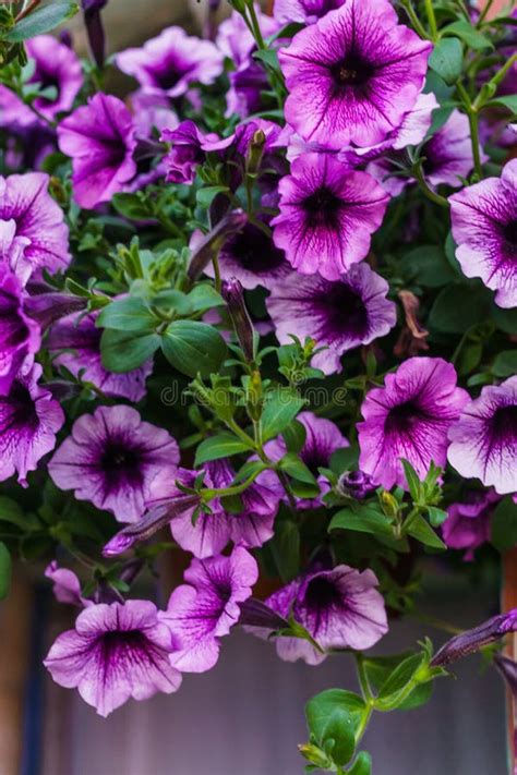 Bouquet of Purple Petunias in a Flower Pot Stock Photo - Image of ...